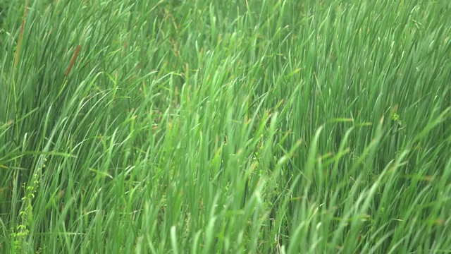 绿油油的草地在风中飘扬。视频素材