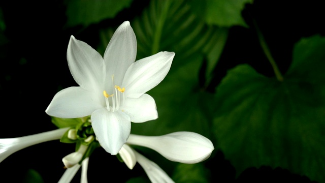 天门冬科的玉簪花或车前草百合，开花。视频素材