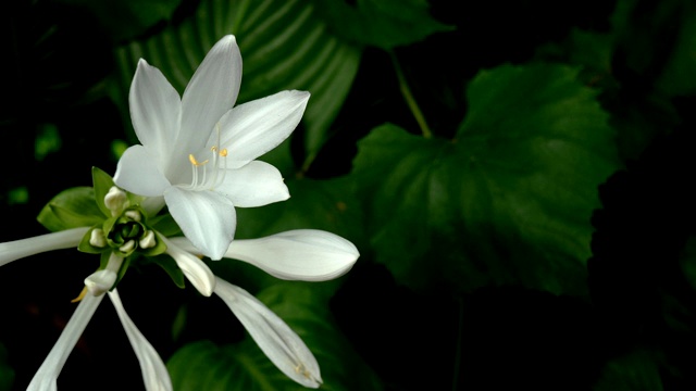 天门冬科的玉簪花或车前草百合，开花。视频素材