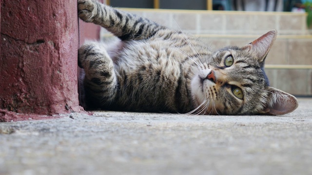 猫汤姆趴在墙上，爪子贴着墙。视频素材