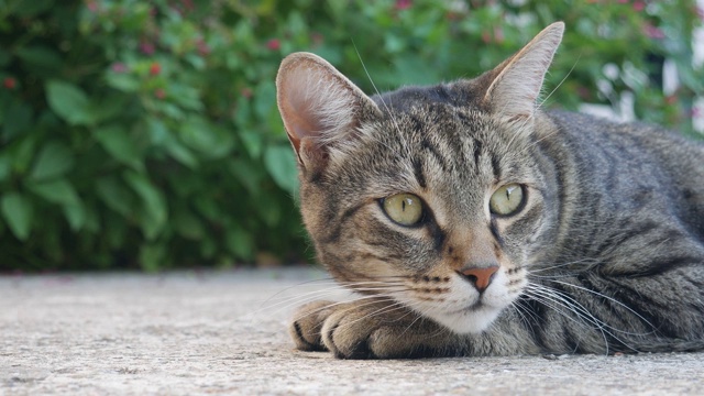 睡眼惺忪的猫躺在院子里。视频素材