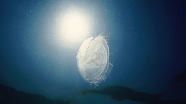 水母在阳光下在海里游泳，水下录像视频素材