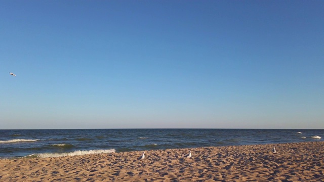 海的海滩。在夏日日落时拍摄。海滩上的海鸥。视频素材