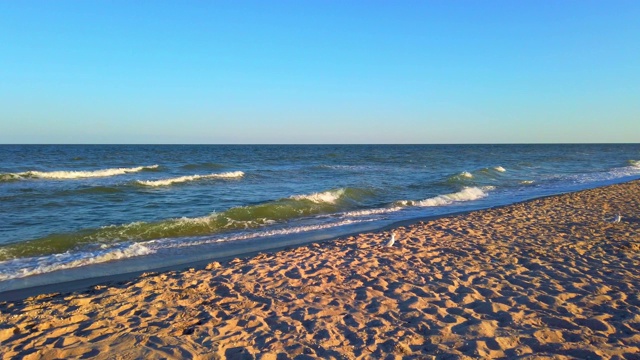 海的海滩。在夏日日落时拍摄。海滩上的海鸥。视频素材