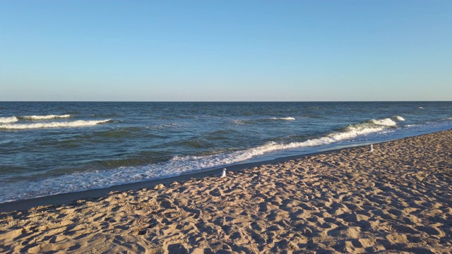 海的海滩。在夏日日落时拍摄。海滩上的海鸥。视频素材