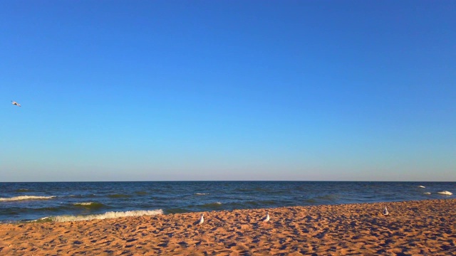 海的海滩。在夏日日落时拍摄。海滩上的海鸥。视频素材