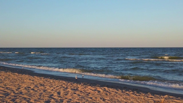 海滩上的海鸥。海鸥在夕阳的余晖中飞翔。在夏天拍摄。视频素材