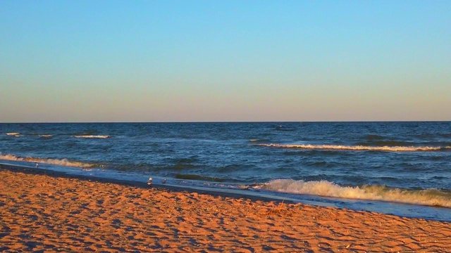 海滩上的海鸥。海鸥在夕阳的余晖中飞翔。在夏天拍摄。视频素材