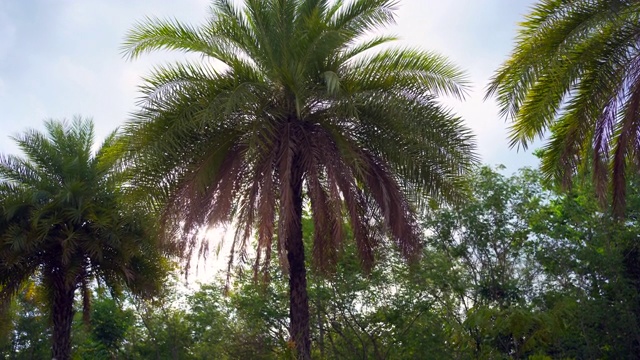 细节棕榈树绿叶在风中为夏季背景视频素材