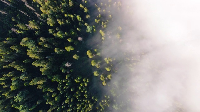 高山森林的航拍镜头。无人机飞过群山。山鸟瞰图。喀尔巴阡山,乌克兰视频下载