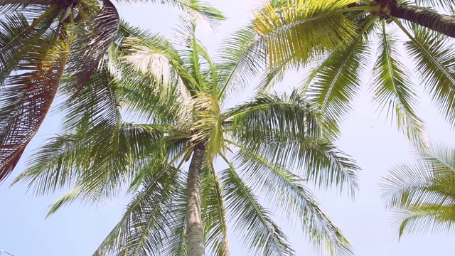 细节棕榈树绿叶在风中为夏季背景，放松假期和夏季度假概念视频素材