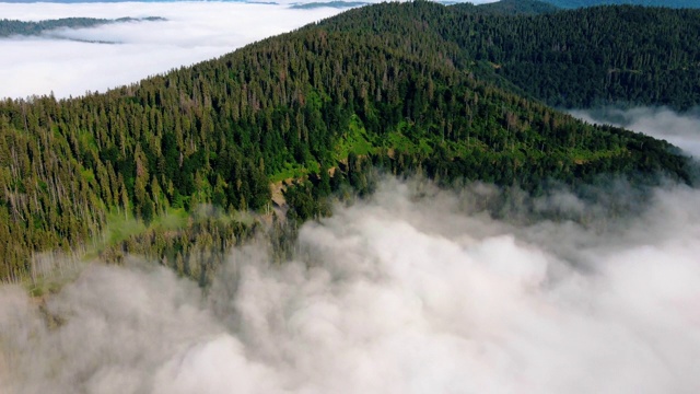 高山森林的航拍镜头。无人机飞过群山。山鸟瞰图。喀尔巴阡山,乌克兰视频下载