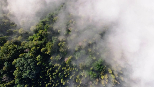 高山森林的航拍镜头。无人机飞过群山。山鸟瞰图。喀尔巴阡山,乌克兰视频下载