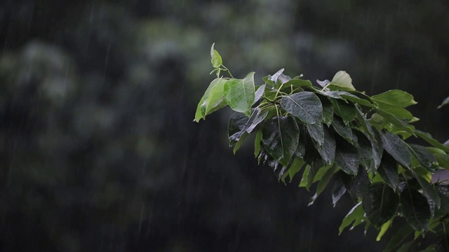 下大雨,天气不好视频下载