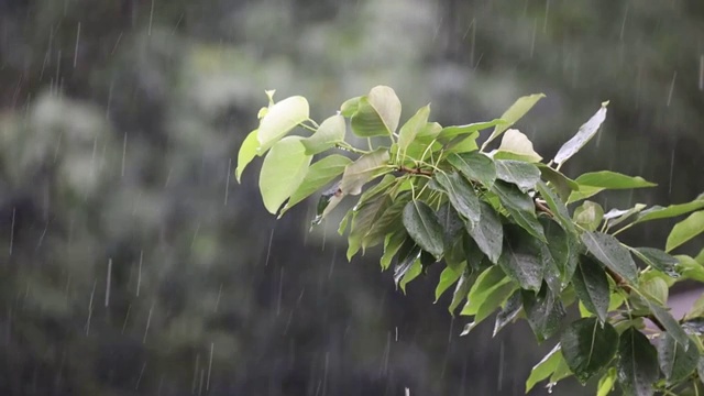 下大雨,天气不好视频下载