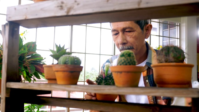 快乐的高级园丁男人照顾他的植物在温室。视频素材