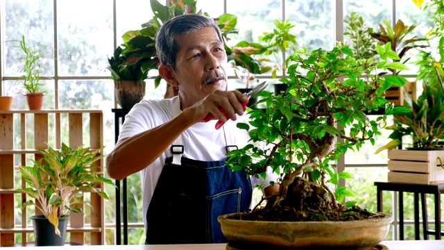 快乐的高级园丁男人照顾他的植物在温室。视频素材