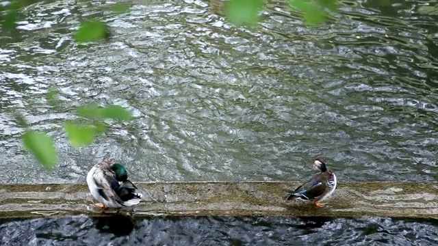 野鸭进入2号湖视频素材