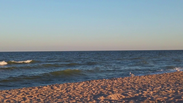 海滩上的海鸥。海鸥在夕阳的余晖中飞翔。在夏天拍摄。视频素材