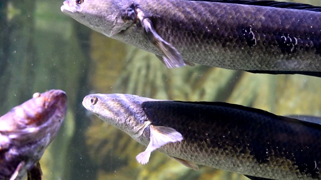 巨舌鱼古怪物鱼水下水族馆。视频素材