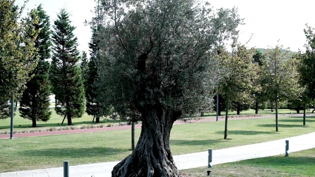 老橄榄树(Olea europaea)的树枝在强风中缓慢摇摆视频素材