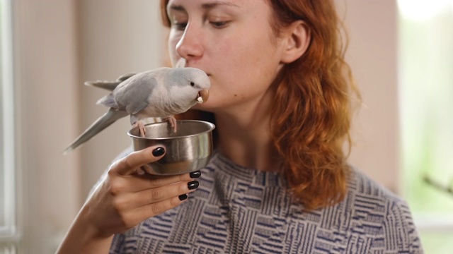 年轻女子抱着喂食器，浅蓝色的教友鹦鹉在吃，很可爱视频素材