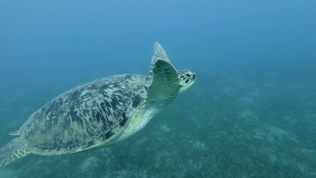 慢镜头，海龟在蓝色的水中慢慢地游着。绿海龟(Chelonia mydas)，埃及红海视频素材