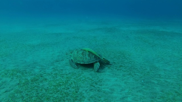 年幼的绿海龟(Chelonia mydas)和壳上的鮣鱼(Echeneis naucrates)在深海的沙质底部吃绿色的海草。埃及红海视频素材