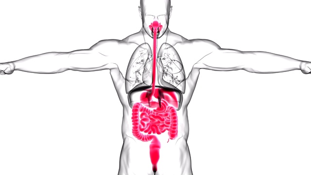 人体消化系统解剖医学概念3D视频素材