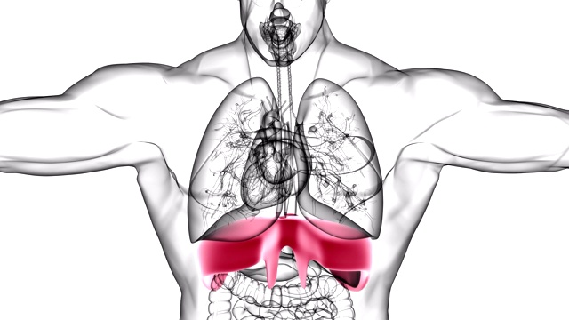 人体隔膜解剖学与呼吸系统的医学概念视频素材