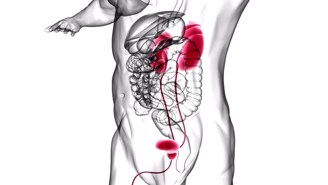 人体泌尿系统肾脏与膀胱解剖学的医学概念3D视频素材