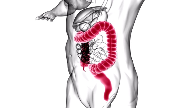 大肠3D插图人体消化系统解剖视频素材