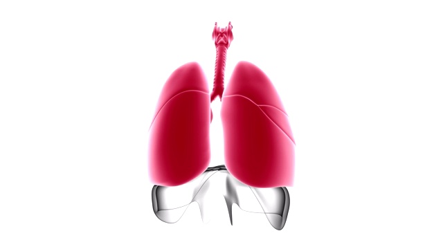 肺人体呼吸系统解剖医学概念3D视频素材