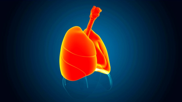 肺人体呼吸系统解剖医学概念3D视频素材