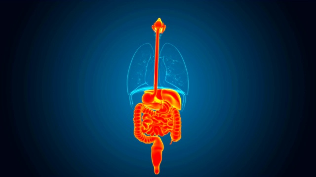 人体消化系统解剖医学概念3D视频素材