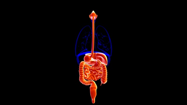 人体消化系统解剖医学概念3D视频素材