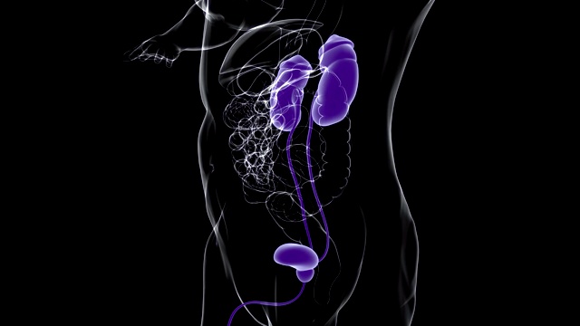 人体泌尿系统肾脏与膀胱解剖学的医学概念3D视频素材