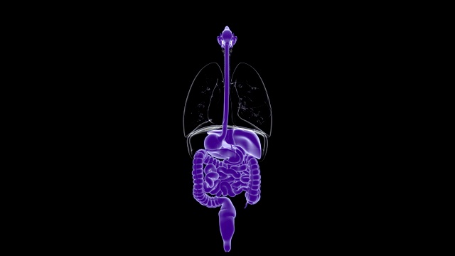 人体消化系统解剖医学概念3D视频素材