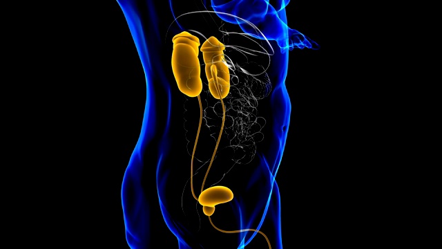 人体泌尿系统肾脏与膀胱解剖学的医学概念3D视频素材