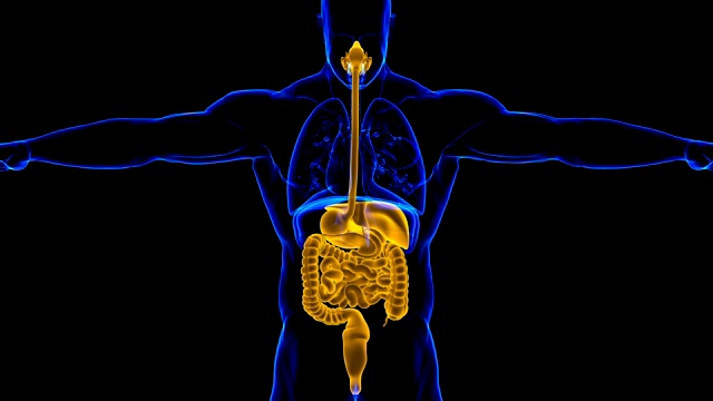 人体消化系统解剖医学概念3D视频素材