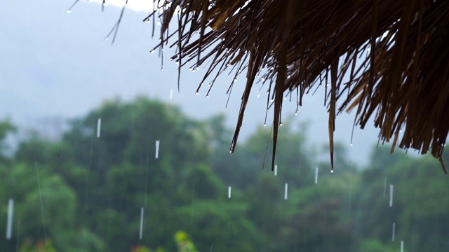 雨水从芦苇屋顶落下。热带雨。雨点挂在长满草的屋顶上。背景是一片雨林。视频素材