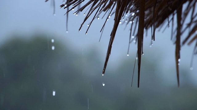 雨水从芦苇屋顶落下。热带雨。雨点挂在长满草的屋顶上。背景是一片雨林。视频素材