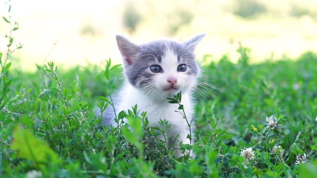 猫坐在草地上视频素材