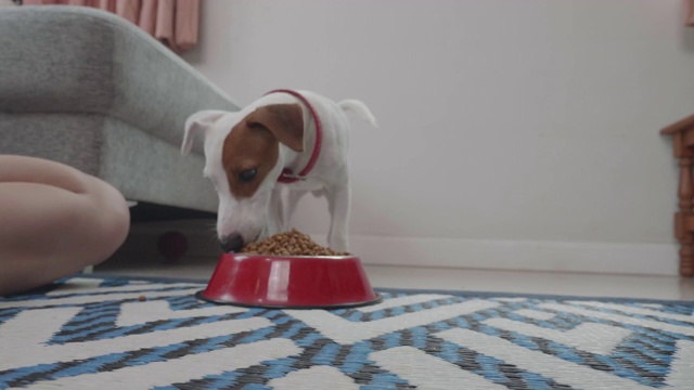 主人在客厅给杰克罗素狗喂食视频素材