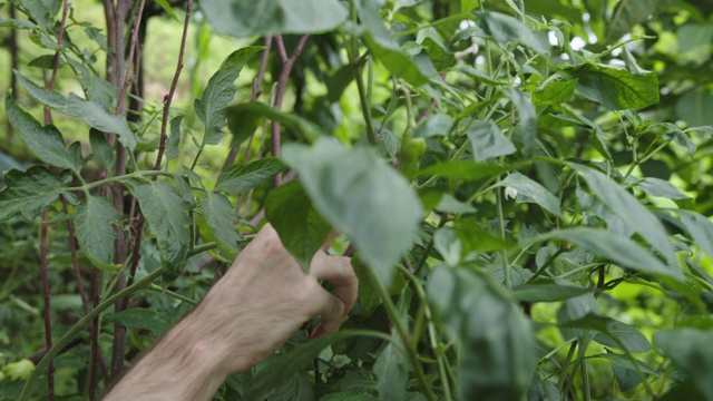 一名男子在花园里检查绿色的生番茄视频素材