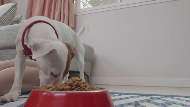 主人在客厅给杰克罗素狗喂食视频素材