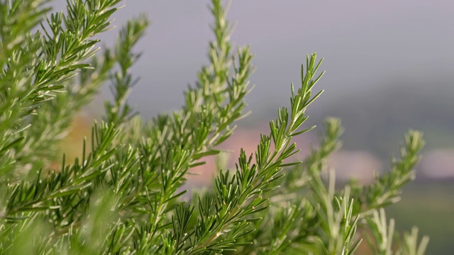 新鲜的迷迭香生长在户外视频素材