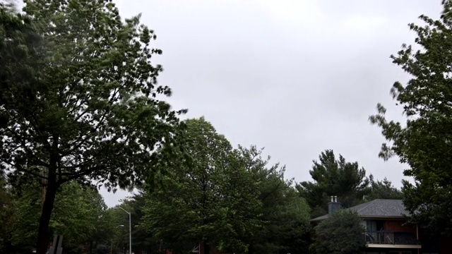 树木在暴风雨和大雨期间强风吹过树木视频素材