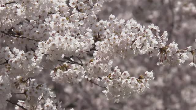 樱花盛开在宽崎公园，在冠状病毒大流行期间被遗弃视频素材