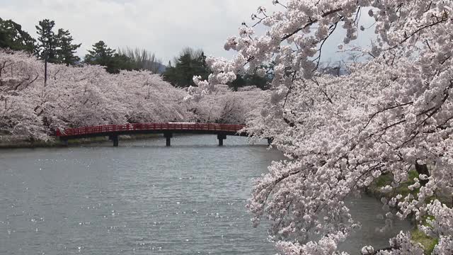 樱花盛开在宽崎公园，在冠状病毒大流行期间被遗弃视频素材